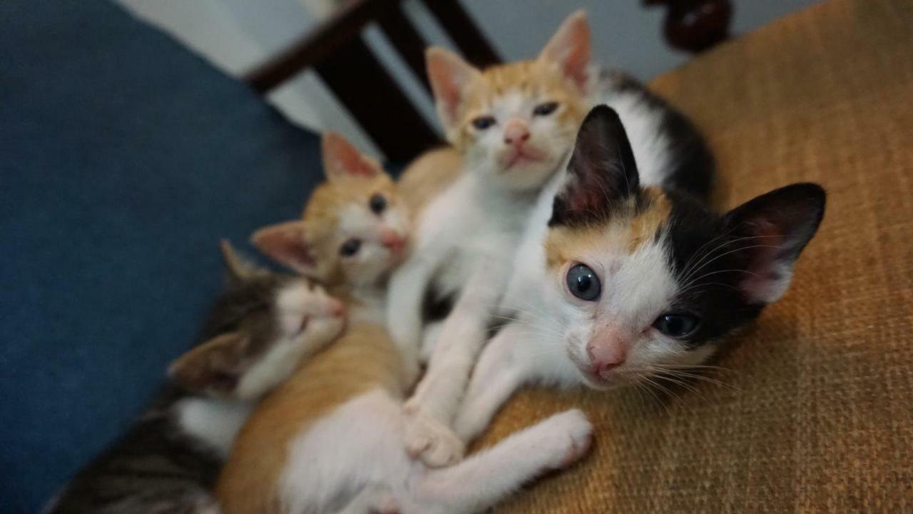 Nha Homestay Da Nang Eksteriør bilde